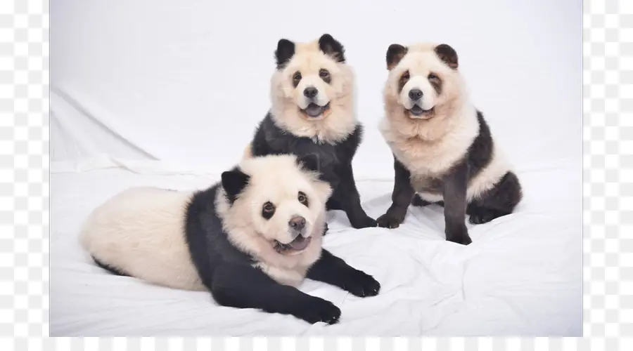 Panda Köpekleri，Üç PNG