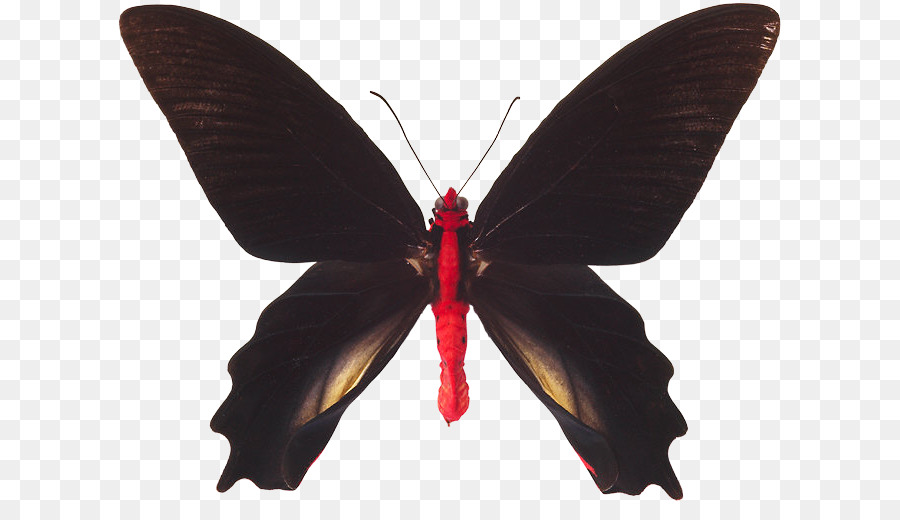 Kelebek，Nymphalidae PNG