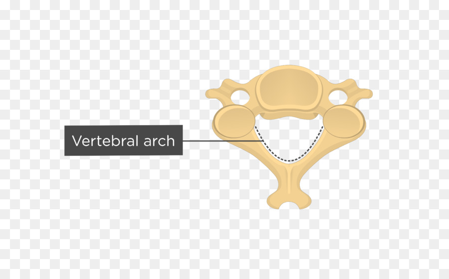 Servikal Vertebra，Eksen PNG