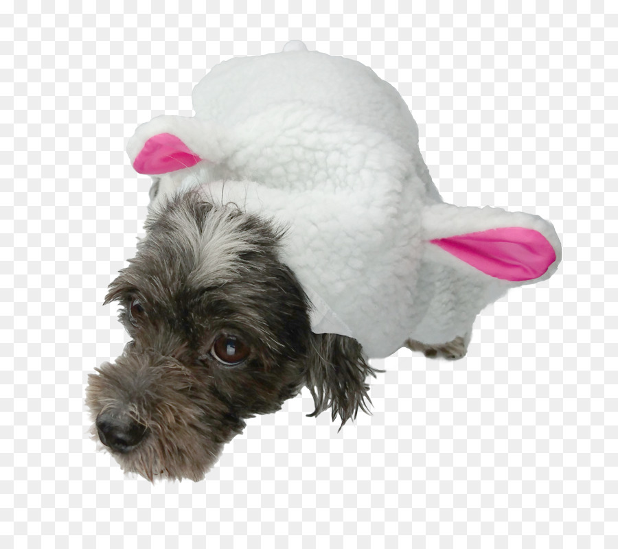 Minyatür Schnauzer，Schnoodle PNG