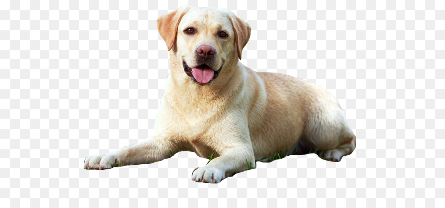 Köpek，Beyaz PNG