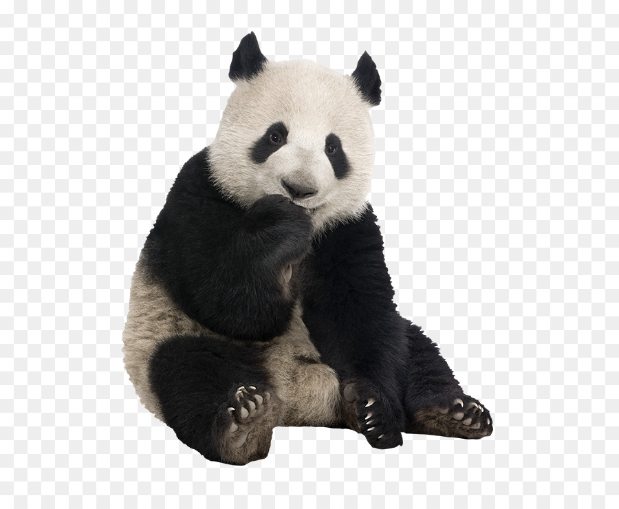 Panda，Ayı PNG