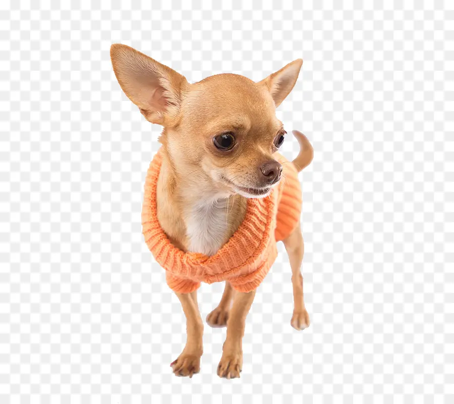 Chihuahua，Köpek PNG