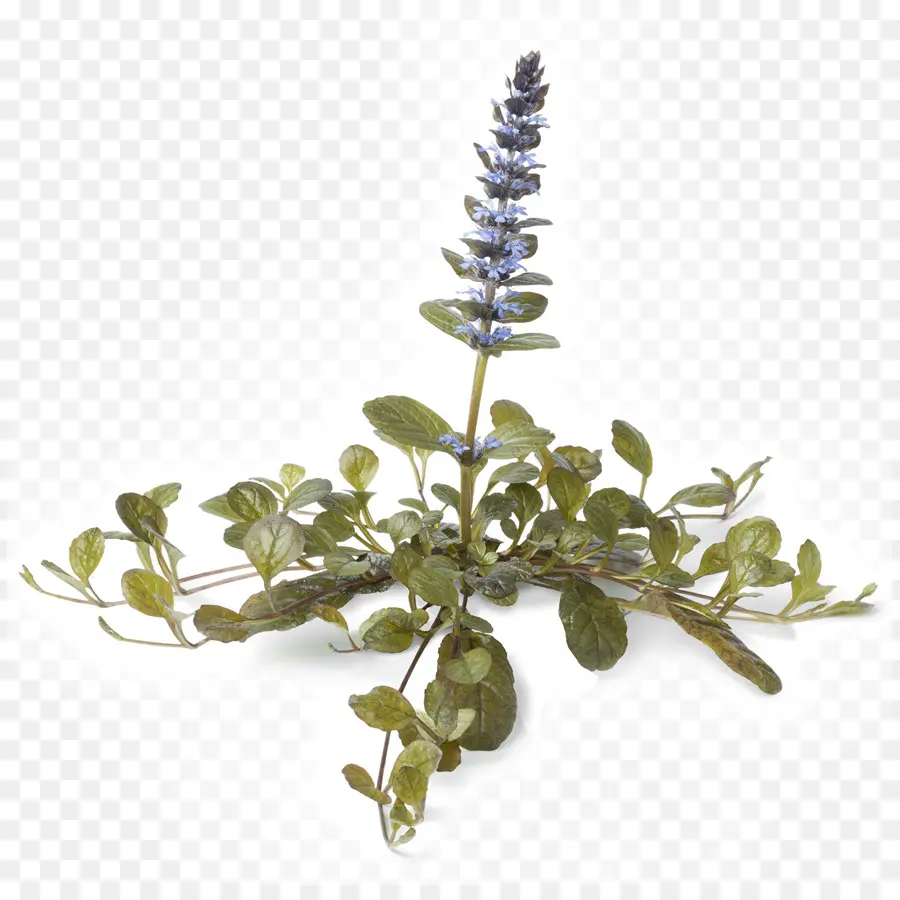 Ajuga Tesisi，çiçek PNG