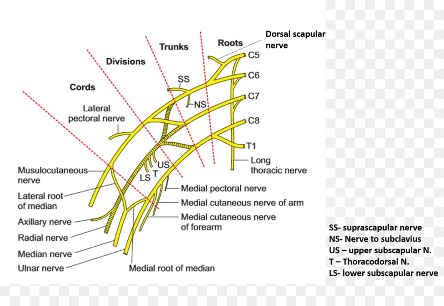 Brakiyal Pleksus，Pleksus PNG