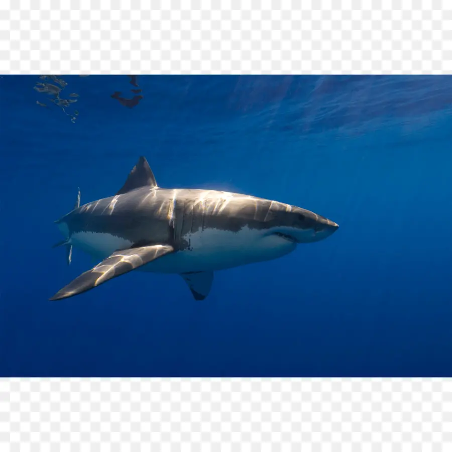 Büyük Beyaz Köpekbalığı，Kaplan Köpekbalığı PNG