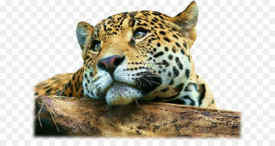 Leopar，Büyük Kedi PNG