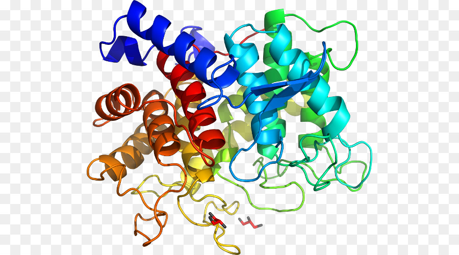 Protein Yapısı，Molekül PNG