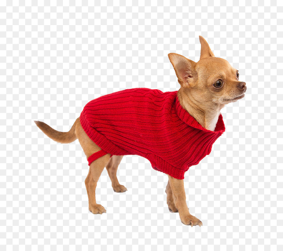 Köpek ırkı，Chihuahua PNG