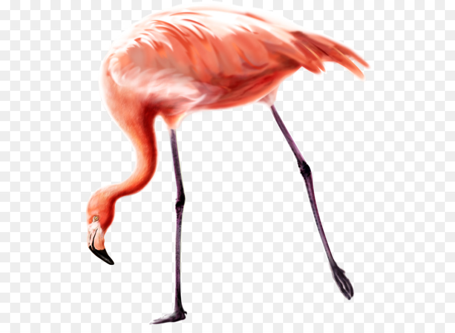 Flamingo，Kuş PNG