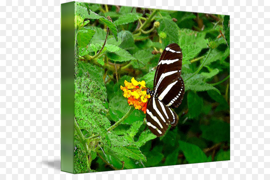 Nymphalidae，Kelebek PNG