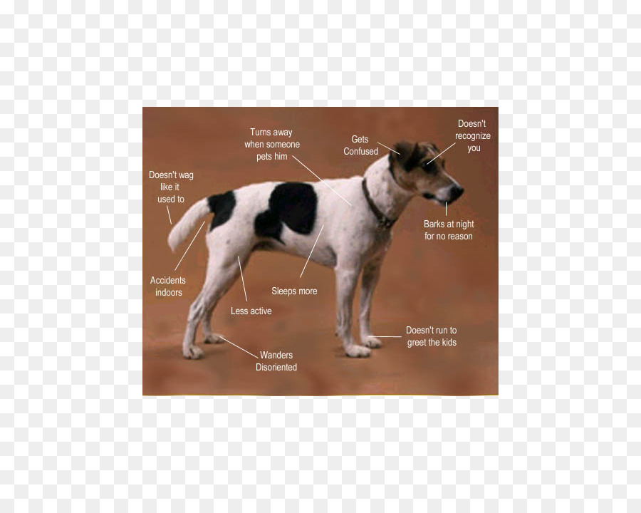 Köpek，Köpeklerde Yaşlanma PNG