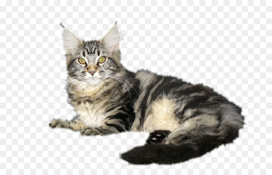 Kedi，Tekir PNG