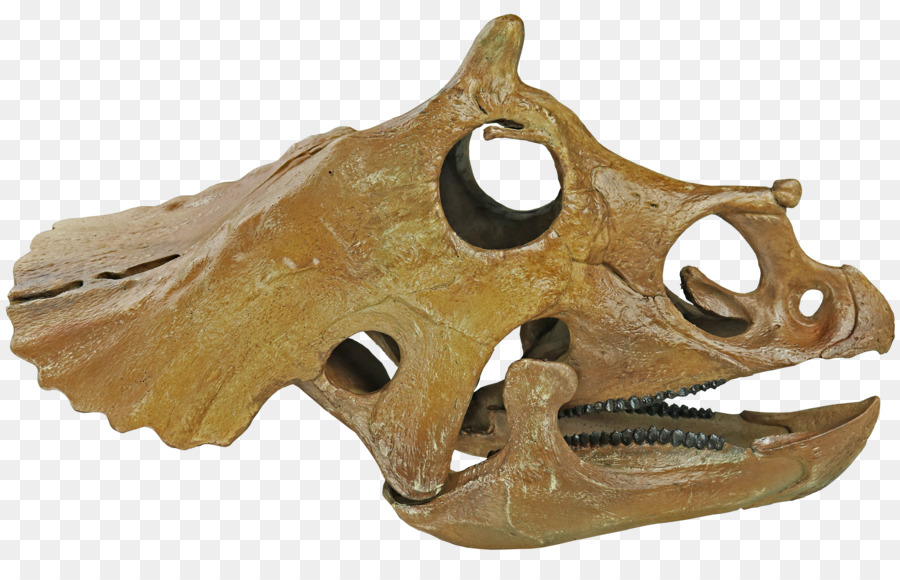 Cehennem Creek Oluşumu，Triceratops Prorsus PNG