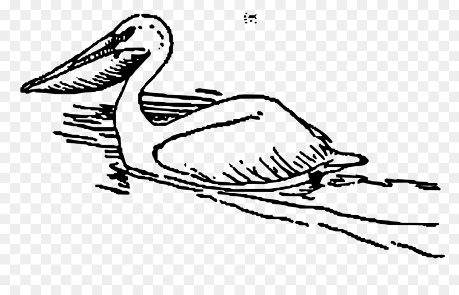 Pelikan，Kuş PNG