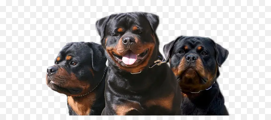 Rottweiler'lar，Evcil Hayvanlar PNG