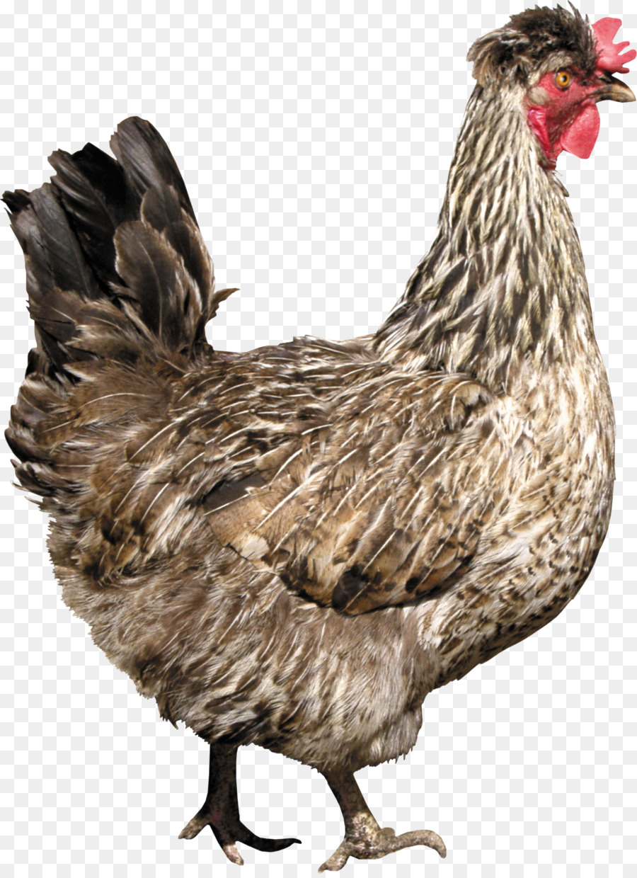 Düz Beyaz，Yemek Olarak Tavuk PNG