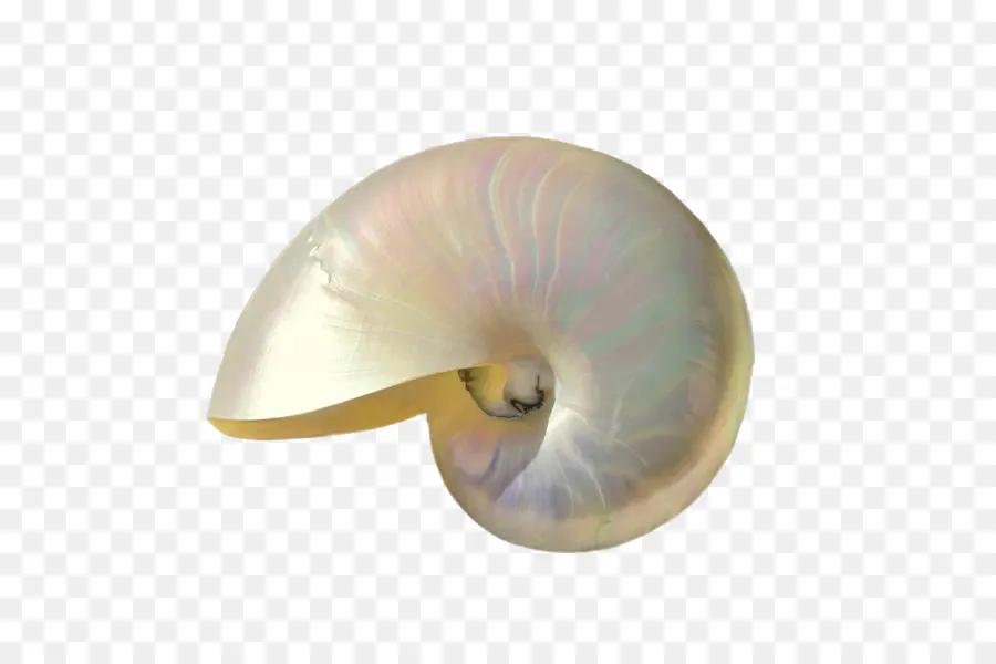 Nautilus Kabuğu，Deniz PNG