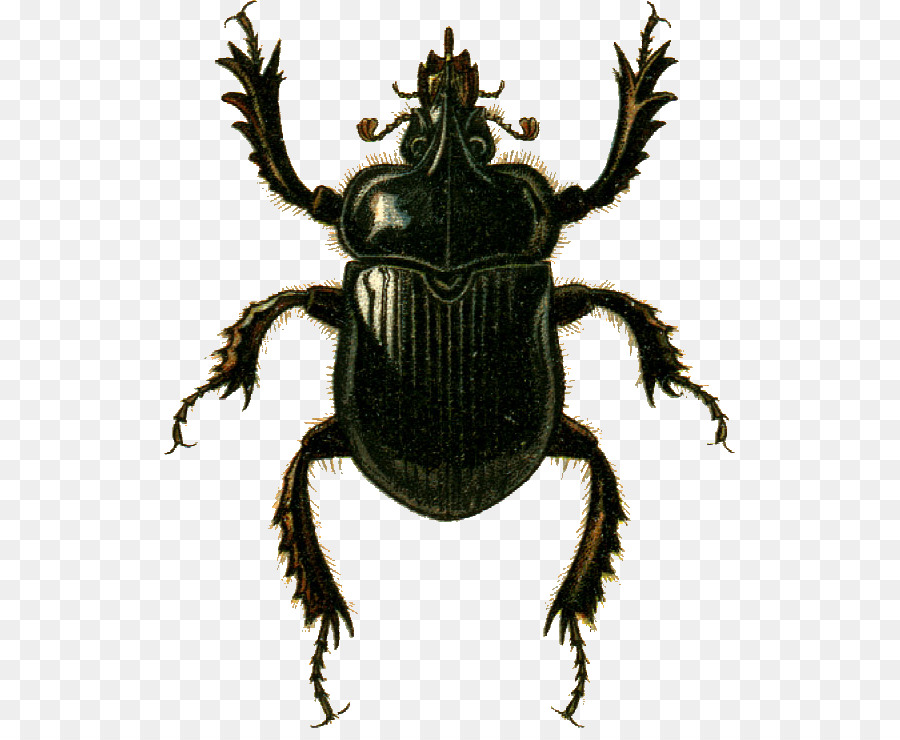 Böcek，Bokböceği PNG