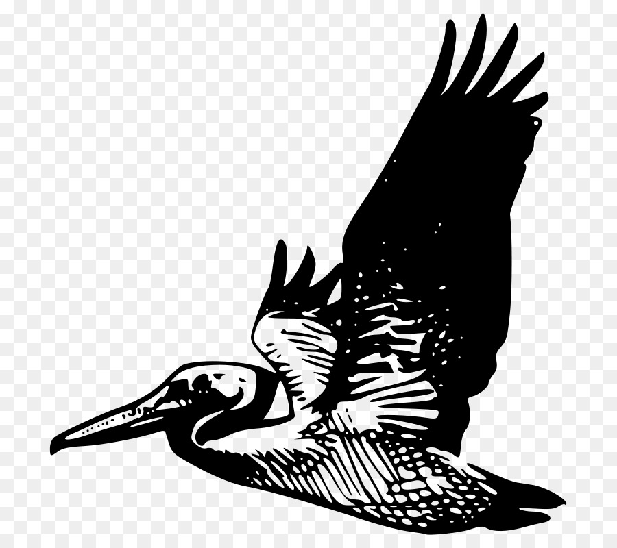 Pelikan，Uçuş PNG