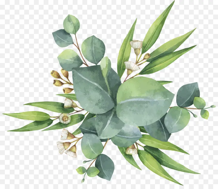 Okaliptüs Polyanthemos，Suluboya Resim PNG