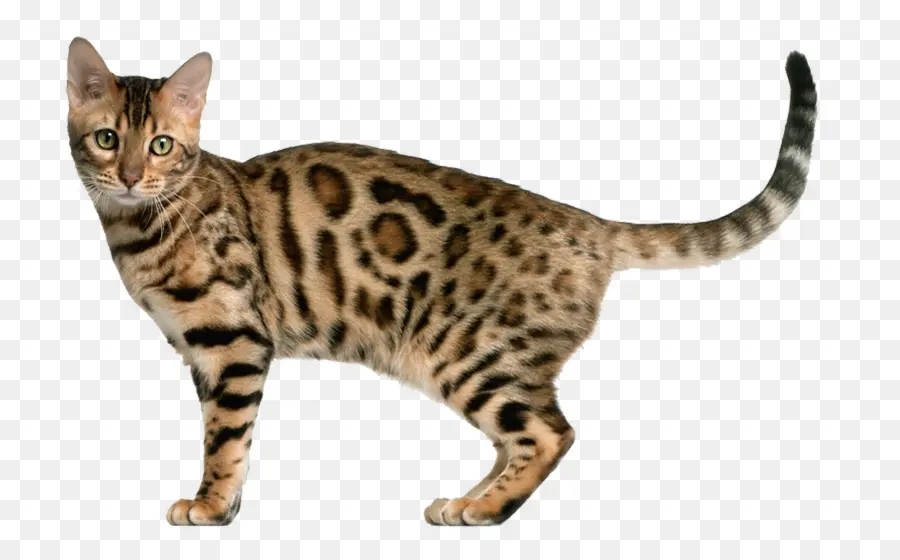 Bengal Kedisi，Kedi PNG