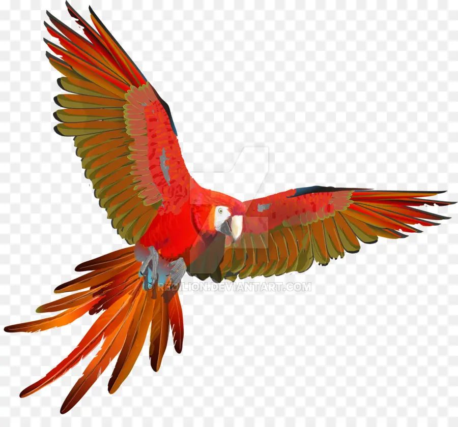 Papağan，Scarlet Papağan PNG