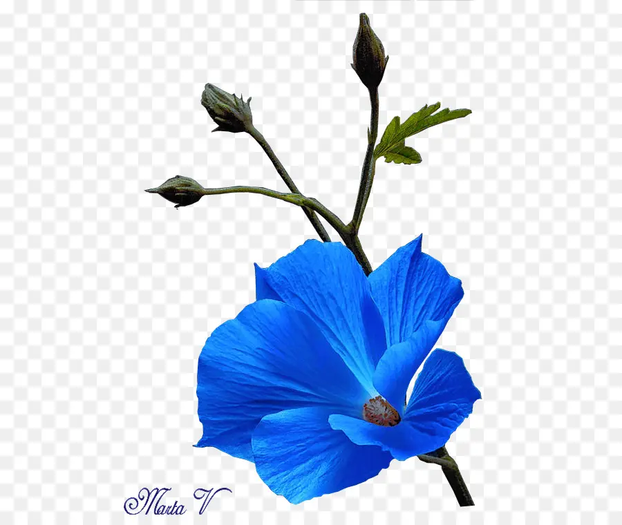 Mavi，çiçek PNG