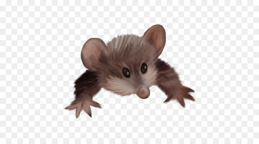 Ortak Opossum，Mehmet özdilek PNG