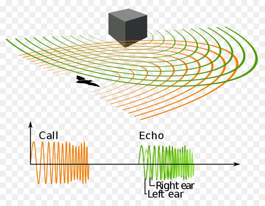 Ekolokasyon Diyagramı，Ses Dalgaları PNG