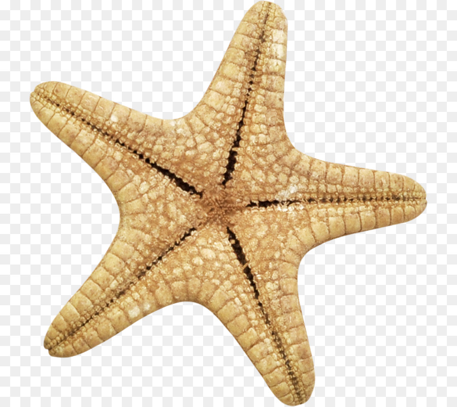 Denizyıldızı，Üye Arama PNG