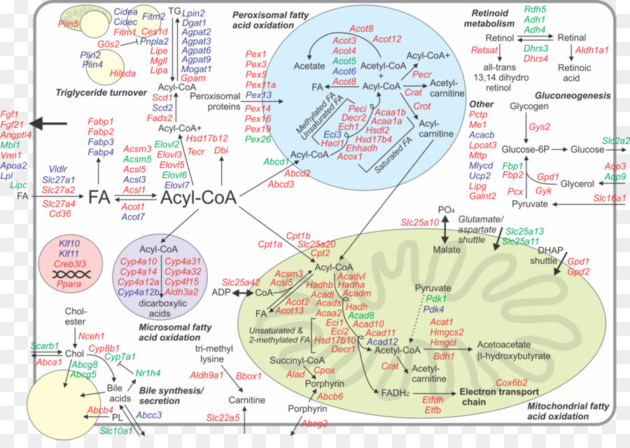 Diol Ve Diğer Fonksiyonel Grupların Periodate Oksidasyon，Peroksizom Alfa Reseptör Proliferatoractivated PNG