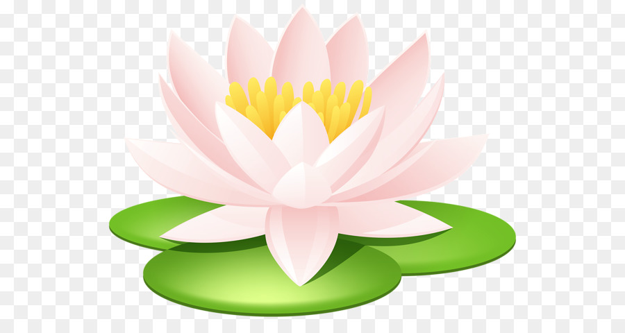 Nilüferler，Lotus PNG