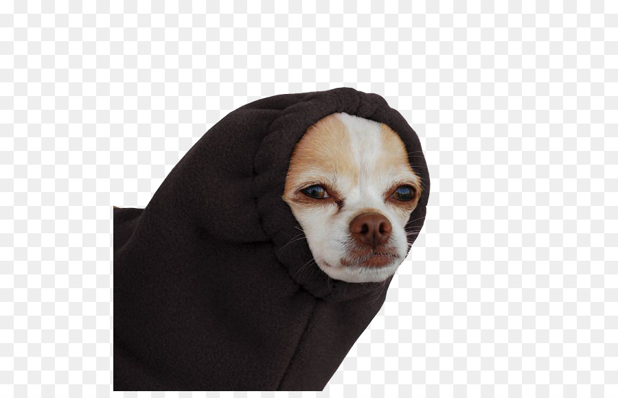 El，Chihuahua PNG