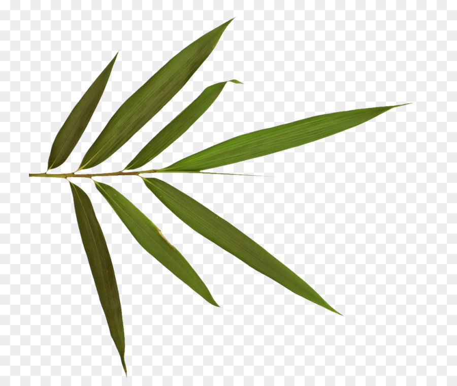 Yaprak，Bambu PNG
