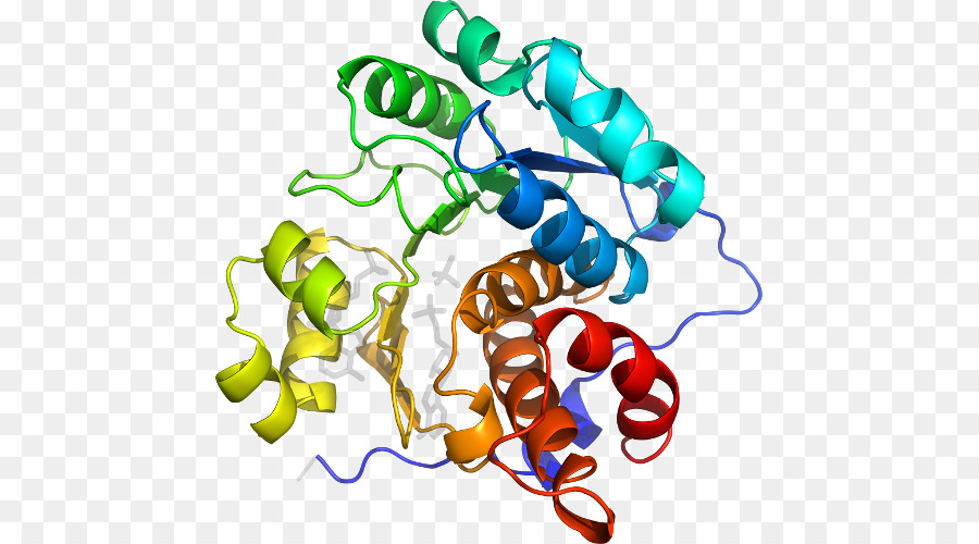 Protein，Molekül PNG