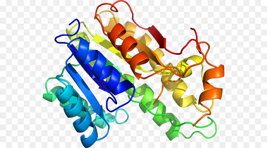 Protein Yapısı，Molekül PNG