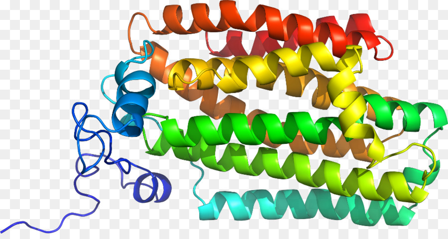 Protein Yapısı，Molekül PNG