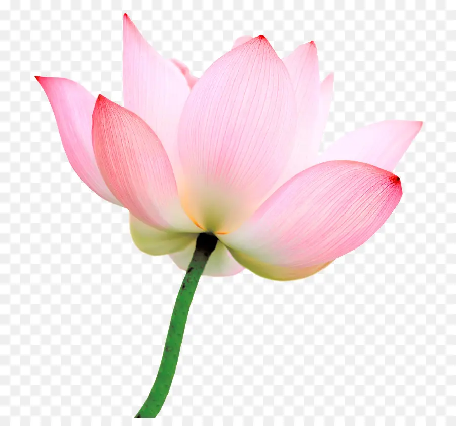 Pembe Lotus Çiçeği，Yeşil Yapraklar PNG