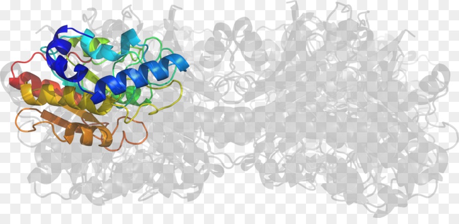 Protein Yapısı，Molekül PNG