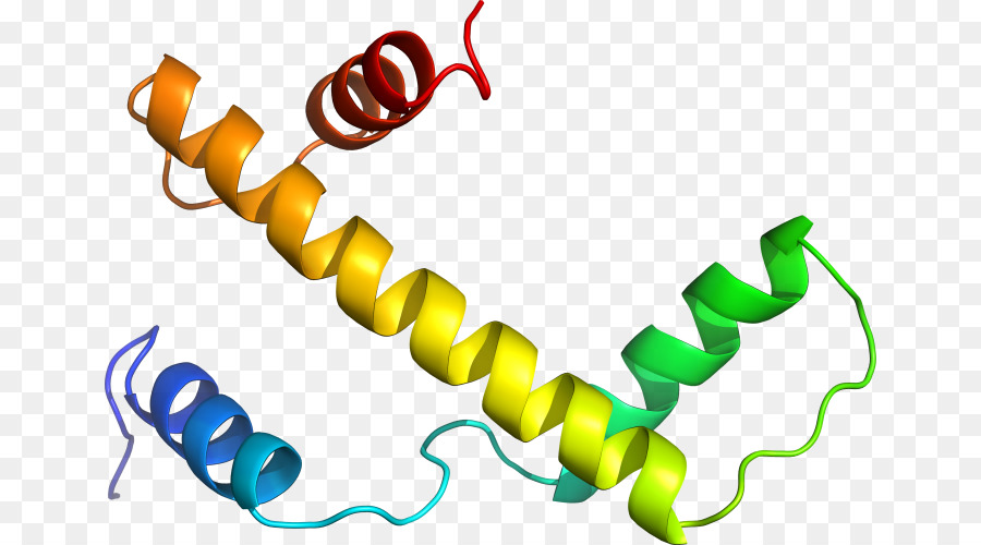 Protein，Molekül PNG