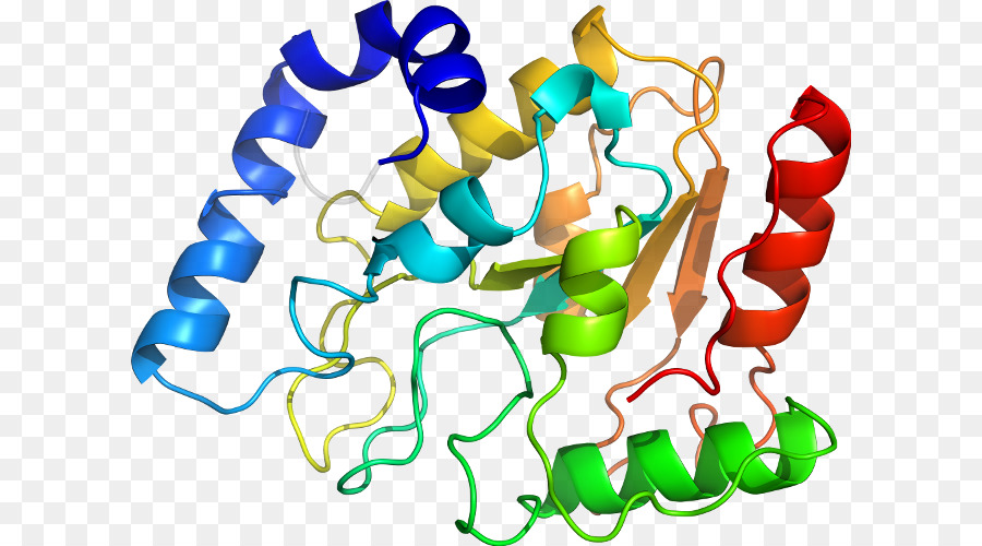 Protein Yapısı，Molekül PNG