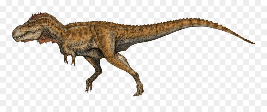 Ceratosaurus，Tyrannosaurus PNG