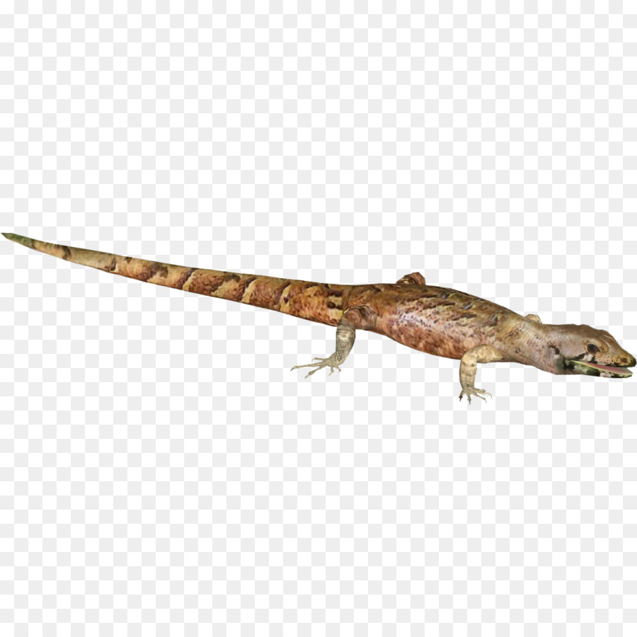 Din，Geko PNG