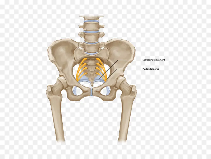 Pelvis，Kemikler PNG