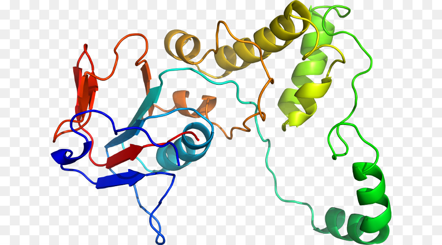 Protein，Molekül PNG