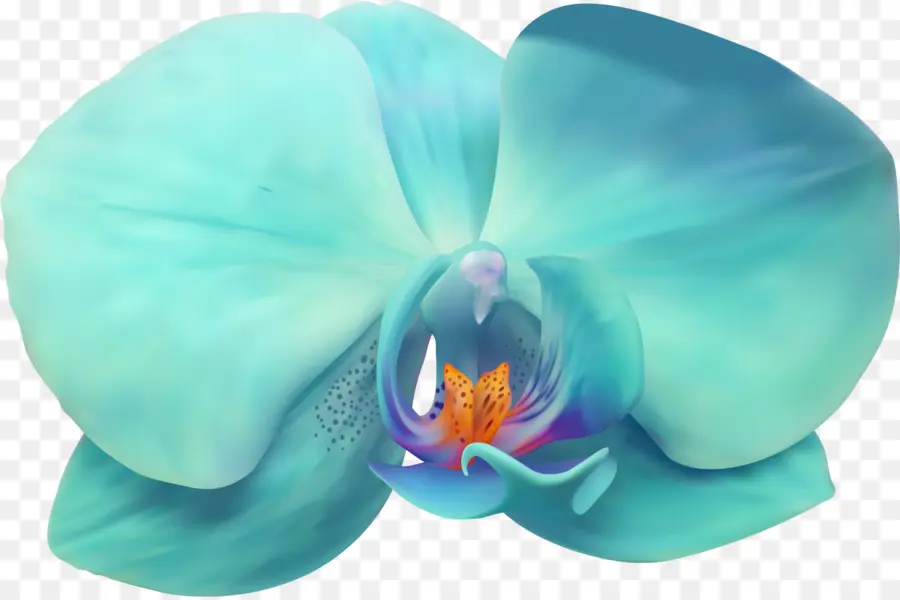Güve Orkide，Yaprağı PNG