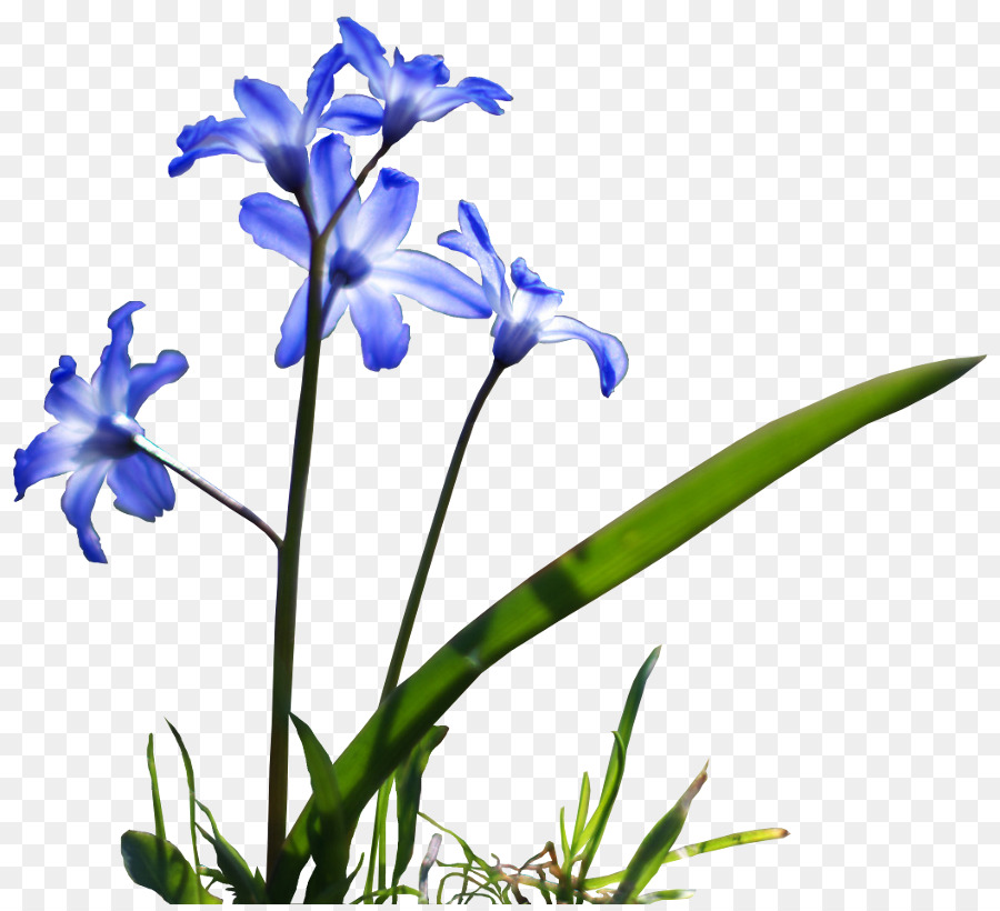 çiçek，Mavi PNG
