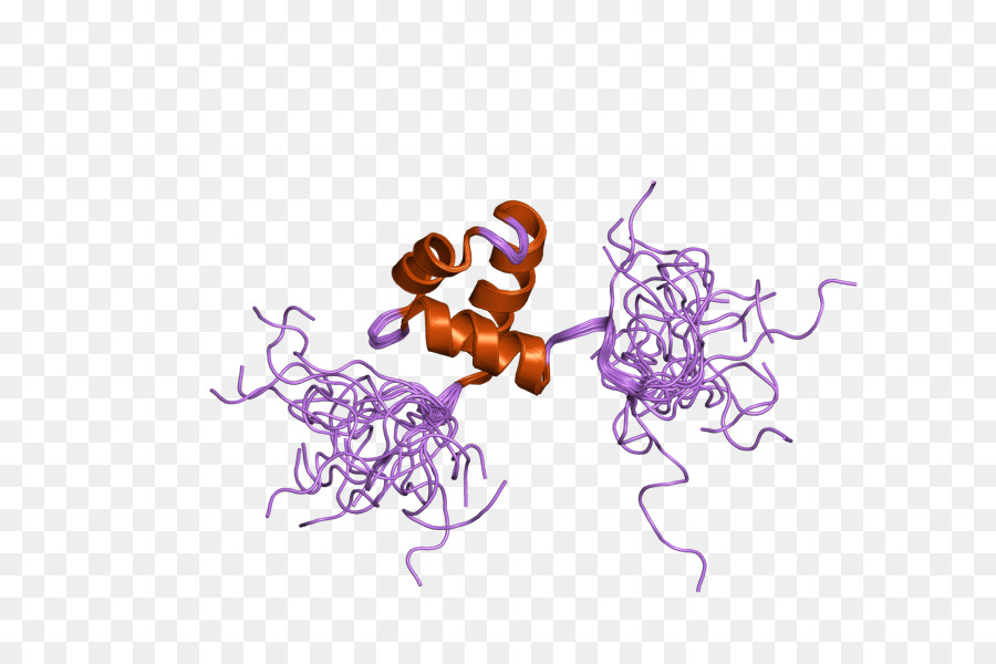 Protein，Şizofosaccharomyces Pombe PNG
