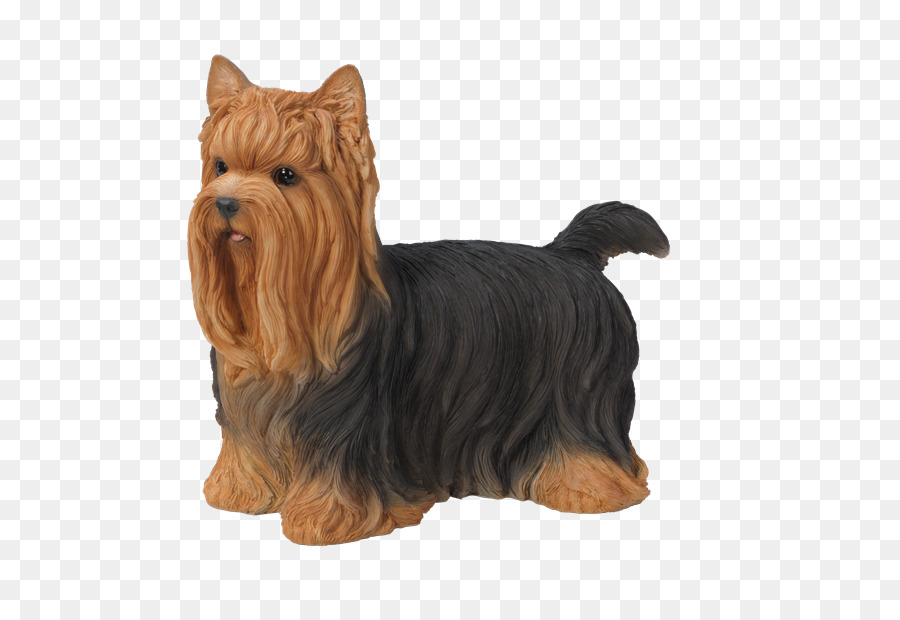 Yorkshire Terrier，Avustralya Terrier PNG